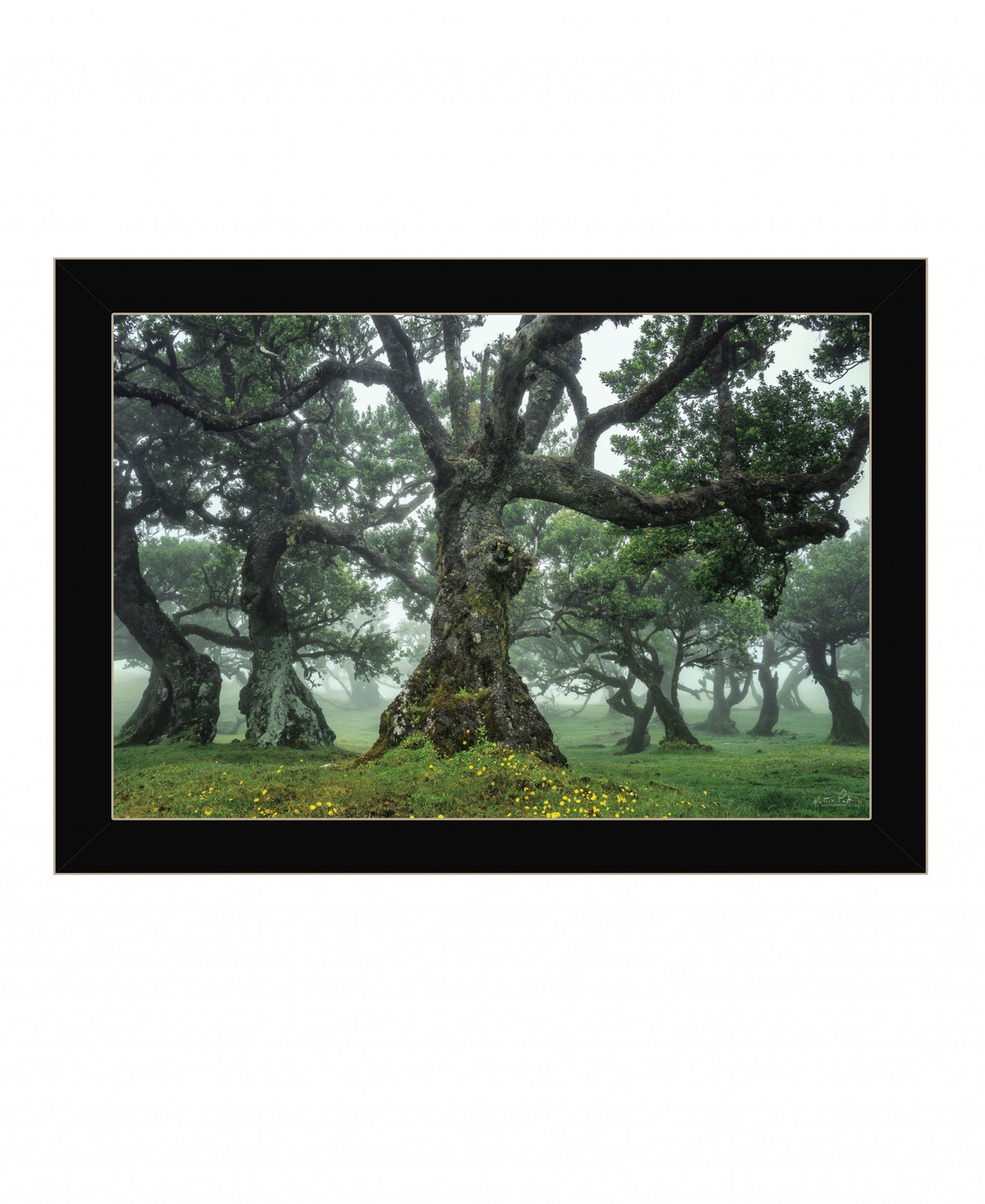 Enchanted Forest I 1 Black Framed Print Wall Art